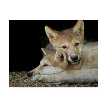Trademark Fine Art Galloimages Online 'Wolf Pup Brothers' Canvas Art, 18x24 ALI34928-C1824GG